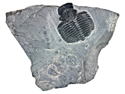 COL994